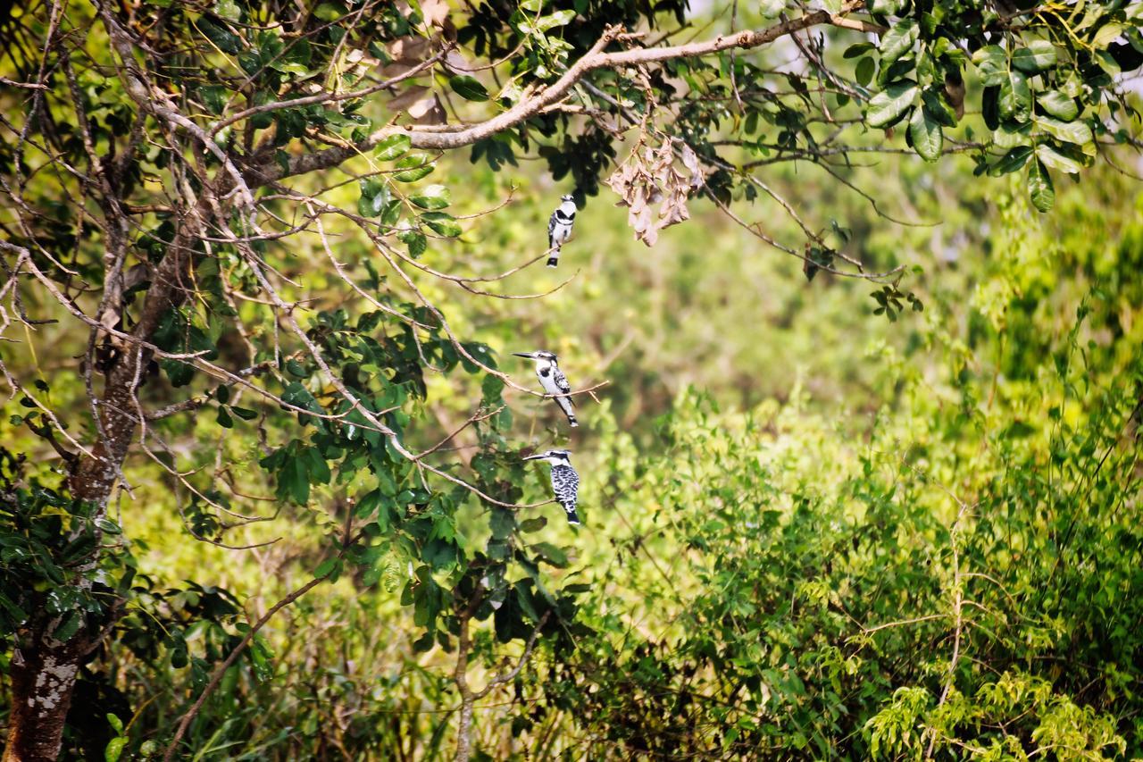 Twiga Safari Lodge Paraa Esterno foto