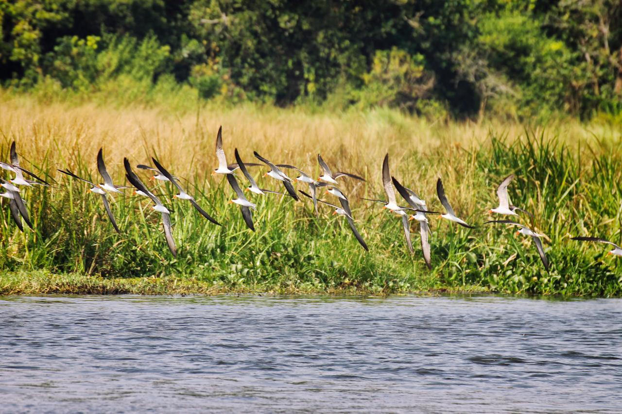Twiga Safari Lodge Paraa Esterno foto